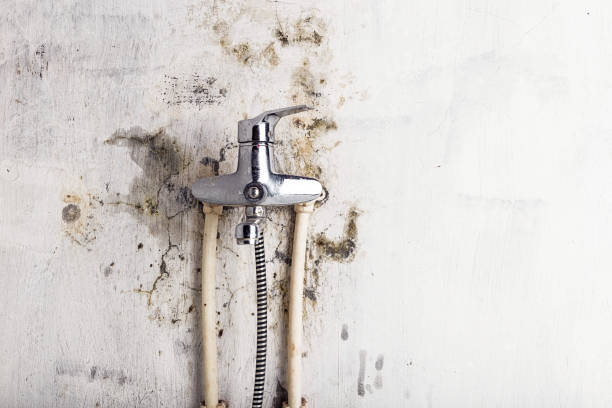 Best Office Mold Removal Services  in Wallis, TX