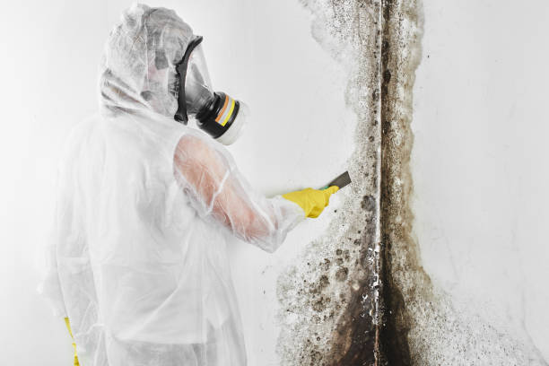 Best Mold Removal Company Near Me  in Wallis, TX