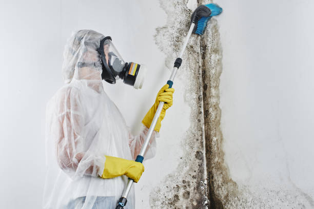 Best Fast Mold Removal  in Wallis, TX
