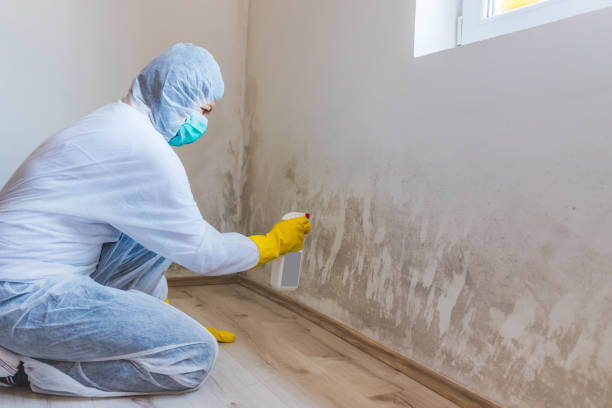 Best Mold Testing  in Wallis, TX