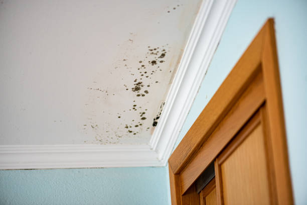 Best Mold Remediation Experts  in Wallis, TX