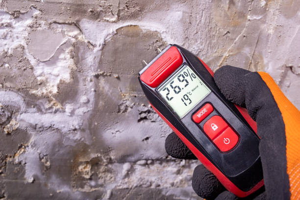 Professional Mold Removal in Wallis, TX