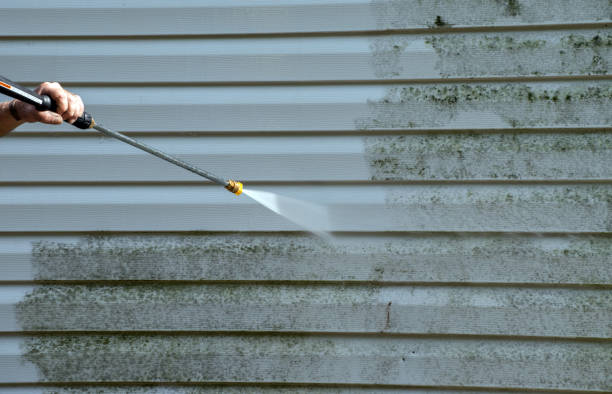 Best Home Mold Removal  in Wallis, TX