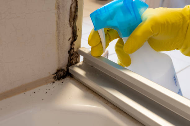 Best Affordable Mold Removal  in Wallis, TX