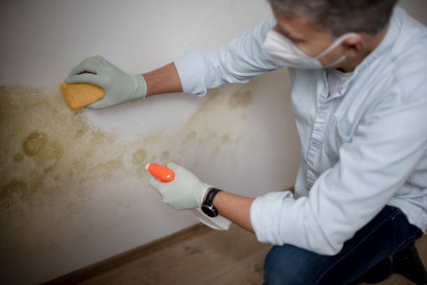Home Mold Removal in Wallis, TX