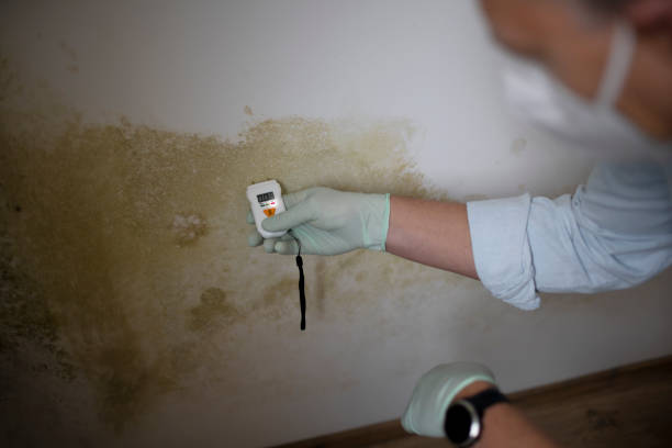 Best Toxic Mold Removal  in Wallis, TX