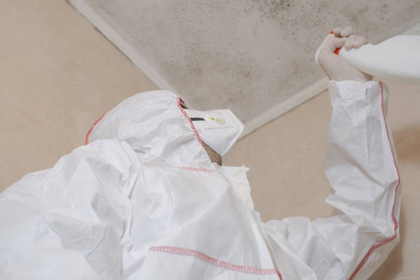 Best Toxic Mold Removal  in Wallis, TX