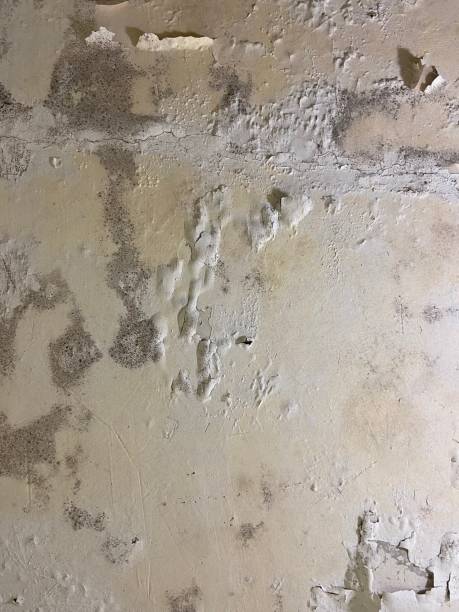 Best Same-Day Mold Removal  in Wallis, TX