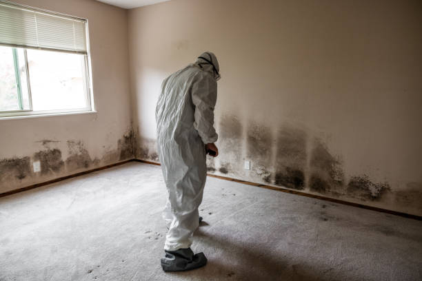 Best Attic Mold Removal  in Wallis, TX