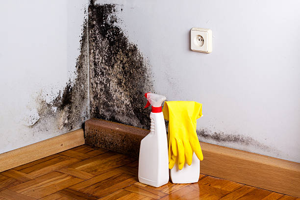 Best Commercial Mold Removal  in Wallis, TX