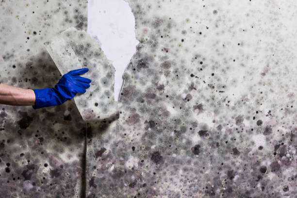Best Professional Mold Removal  in Wallis, TX