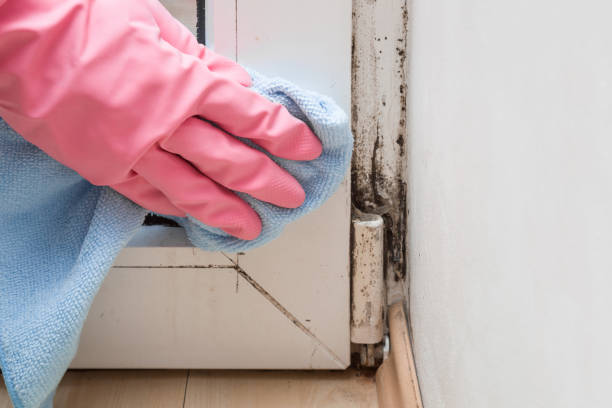 Best Mold Damage Repair  in Wallis, TX